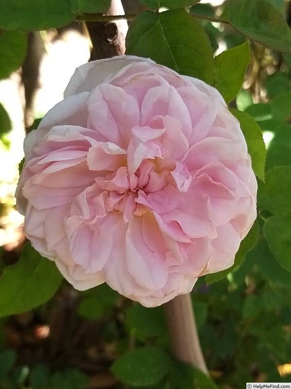 'Barbara Austin' rose photo