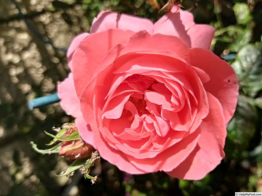 'Special Anniversary' rose photo