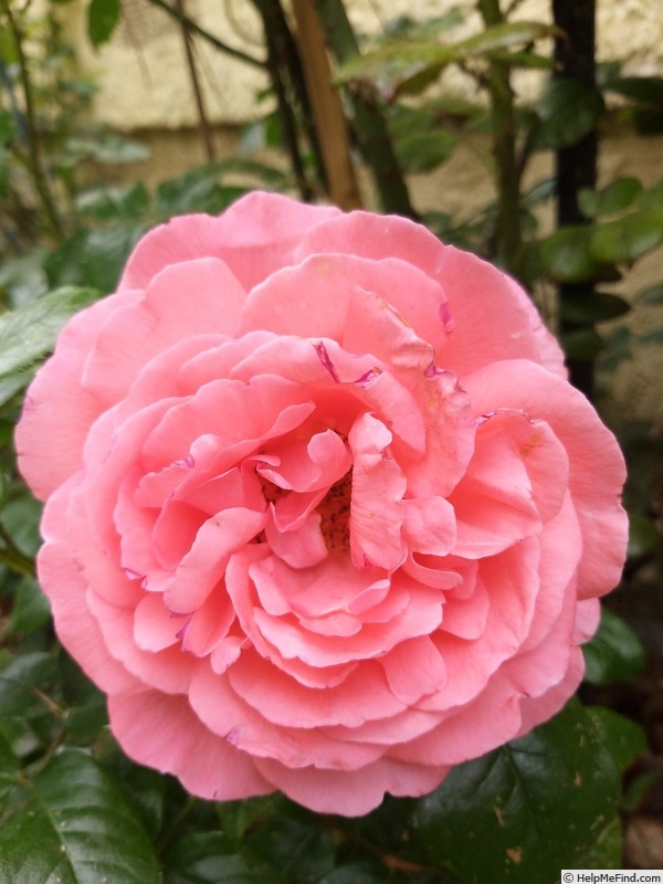 'Special Anniversary' rose photo