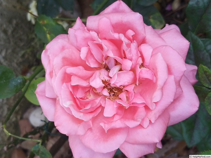 'Special Anniversary' rose photo