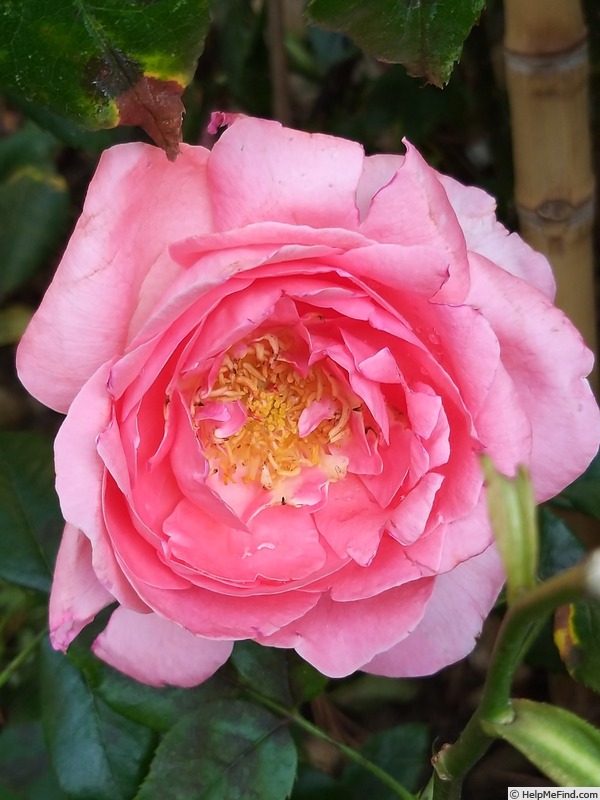 'Special Anniversary' rose photo