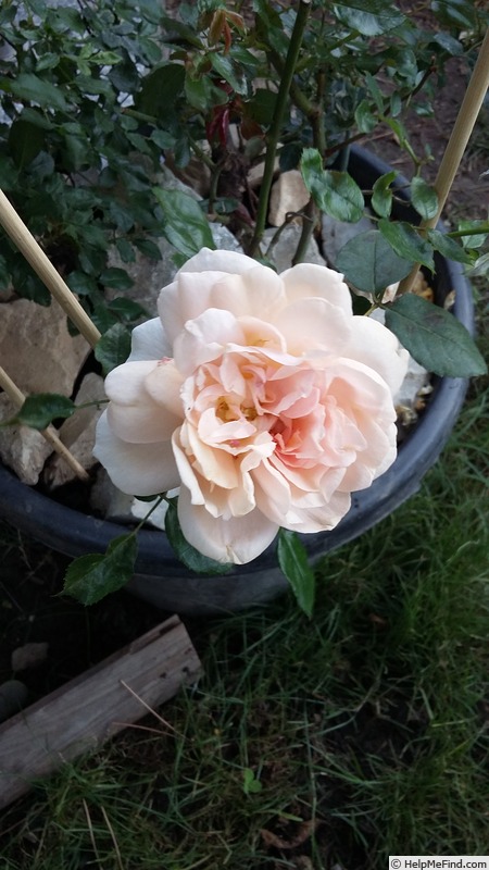 'Joie de Vivre (patio, Kordes 1997)' rose photo