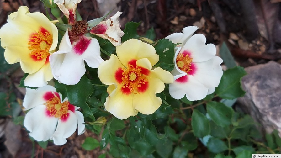 'Cream Babylon Eyes ®' rose photo