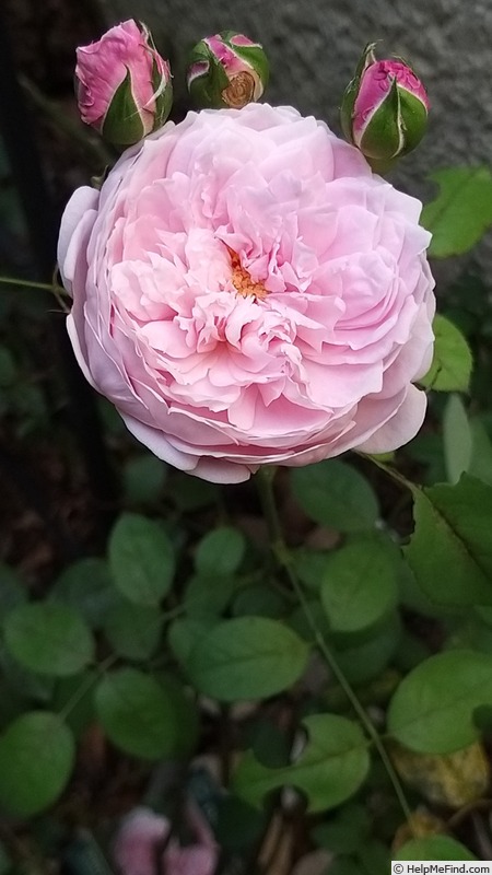'Spirit of Freedom' rose photo