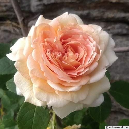 'Bathsheba' rose photo