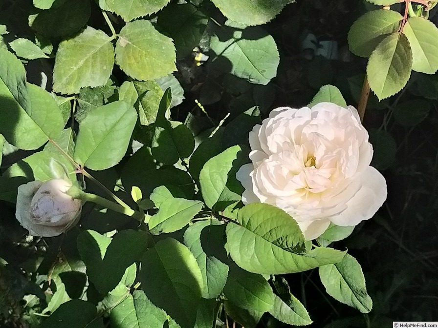 'Sharifa Asma ®' rose photo
