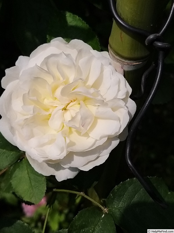 'Winchester Cathedral ®' rose photo
