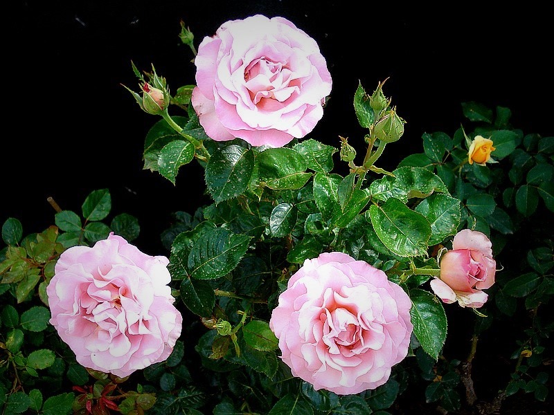 'Blue Girl® (hybrid tea, Sauvageot/NIRP, 2008)' rose photo