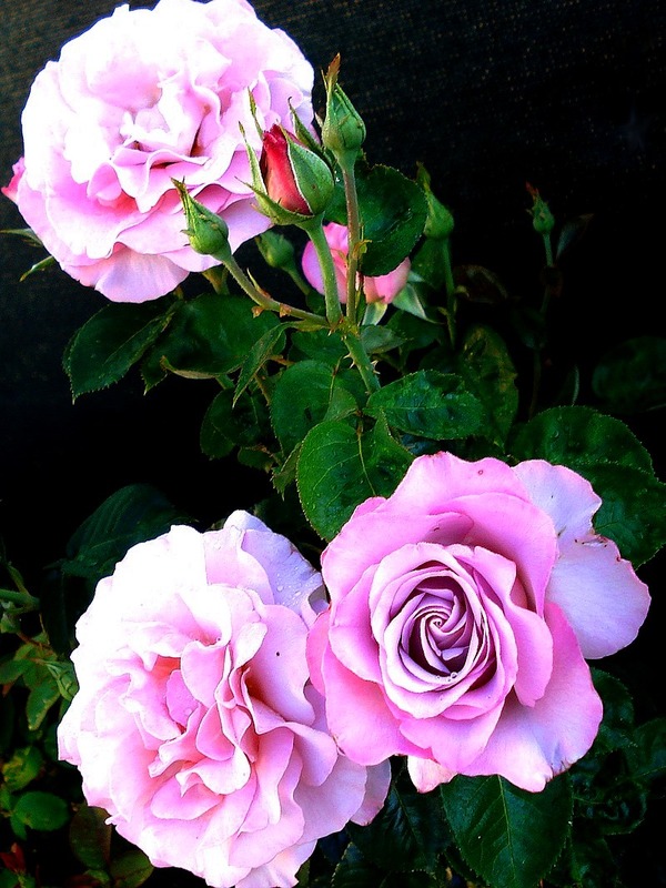 'Blue Girl® (hybrid tea, Sauvageot/NIRP, 2008)' rose photo