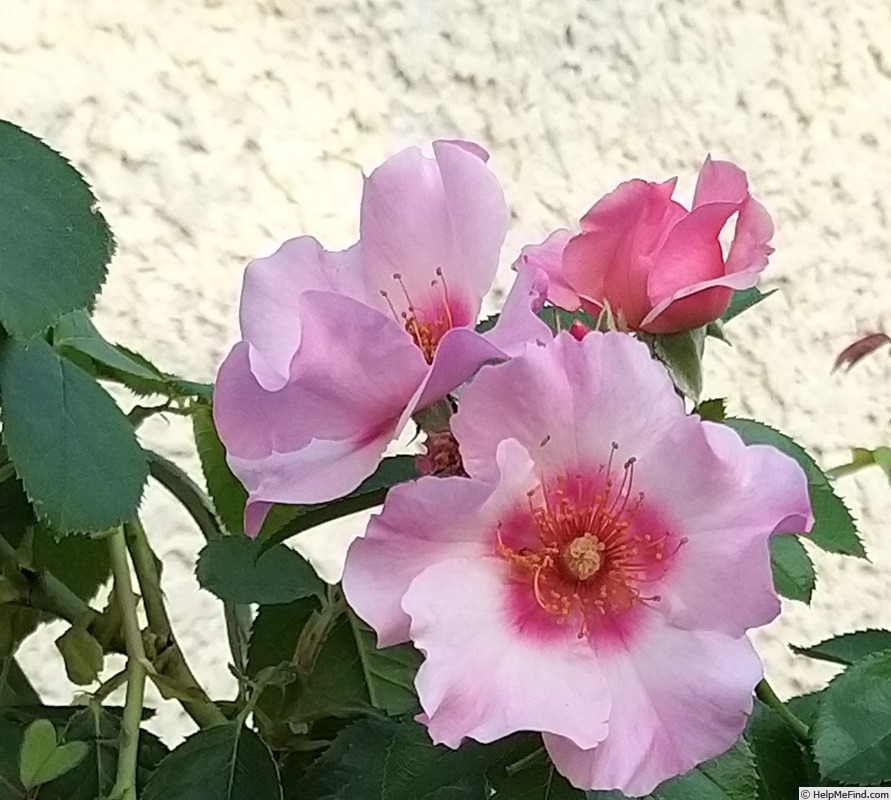 'Peace and Love ® (hybrid hulthemia, Warner, 2006)' rose photo