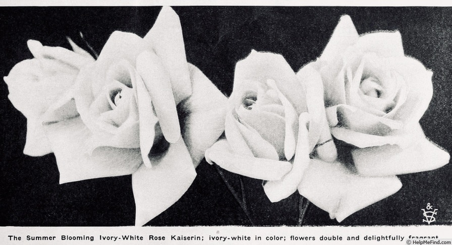'Kaiserin Augusta Victoria' rose photo