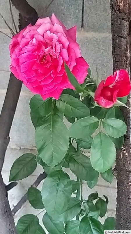 'Rose Clos Vougeot ® (floribunda, Delbard 2019)' rose photo