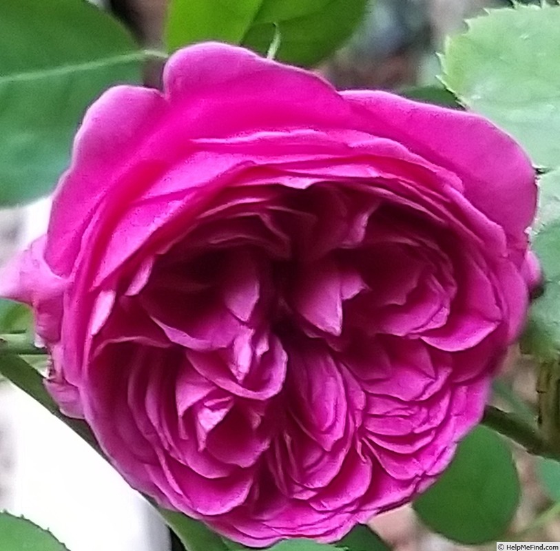 'William Shakespeare 2000 ™ (shrub, Austin 1994)' rose photo
