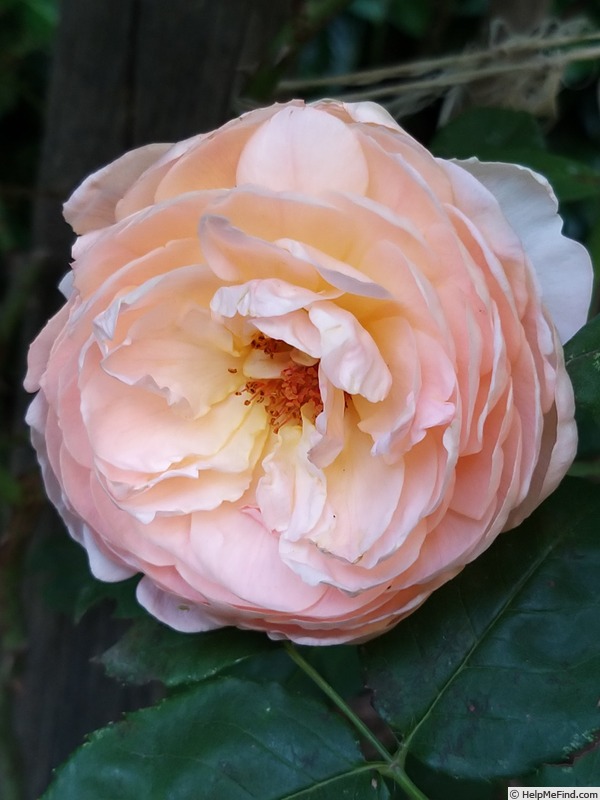 'Soleil Couchant ®' rose photo