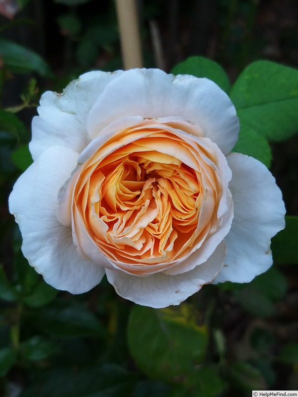 'Soleil Couchant ®' rose photo