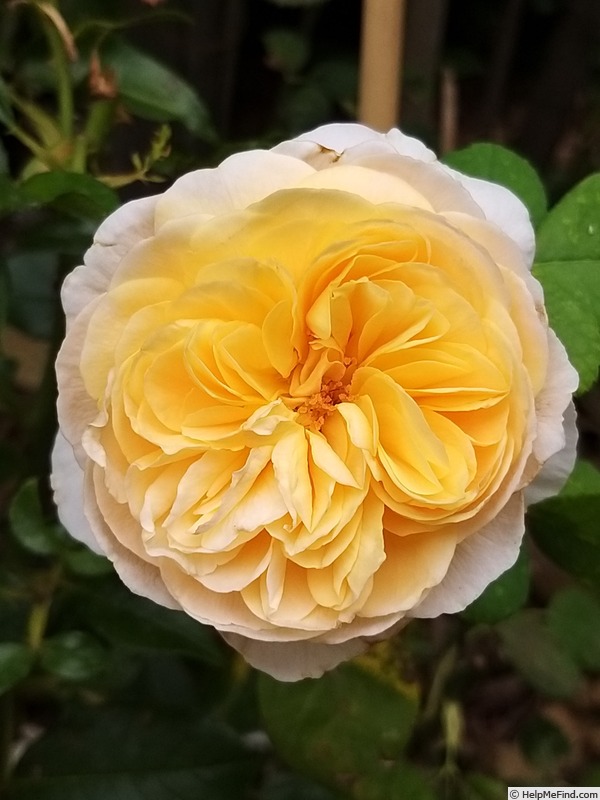'Soleil Couchant ®' rose photo