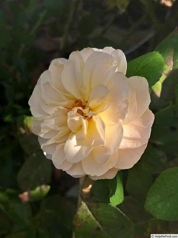 'Soleil Couchant ®' rose photo
