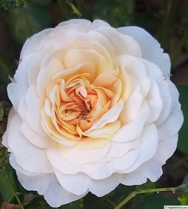 'Soleil Couchant ®' rose photo