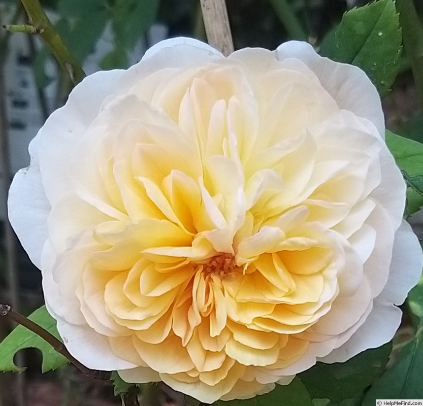 'Soleil Couchant ®' rose photo