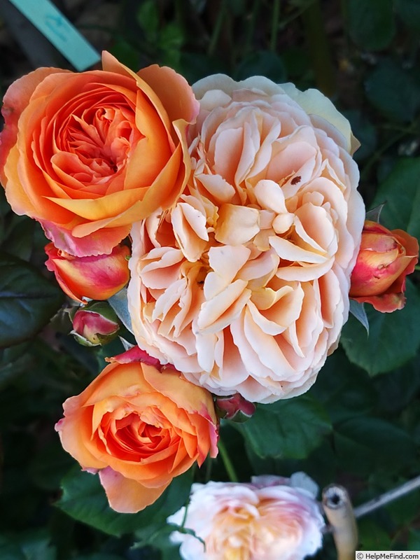 'Souvenir d'enfance ®' rose photo