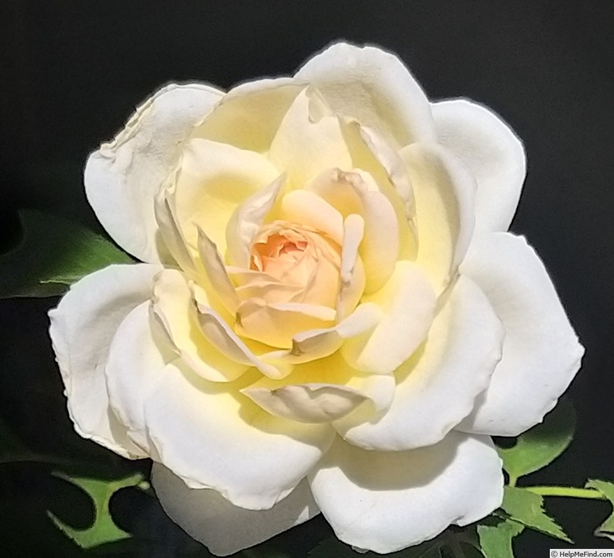 'Covent Garden (floribunda, Harkness 1999)' rose photo