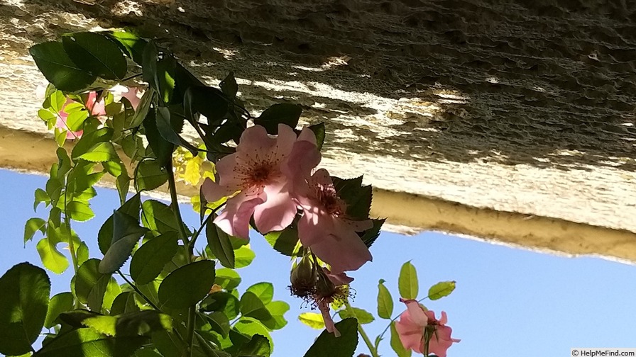 'Peace and Love ® (hybrid hulthemia, Warner, 2006)' rose photo