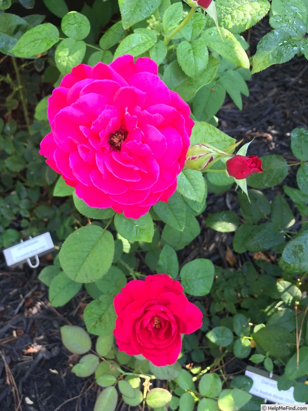 'L. D. Braithwaite' rose photo