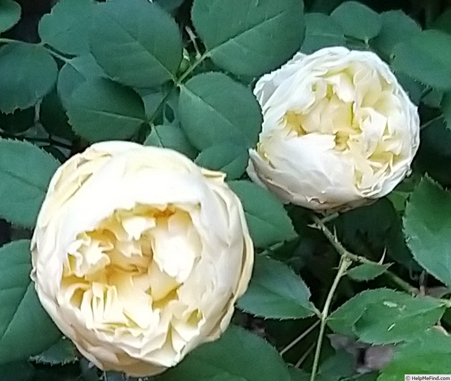 'Charles Darwin ® (shrub, Austin 1991/2001)' rose photo