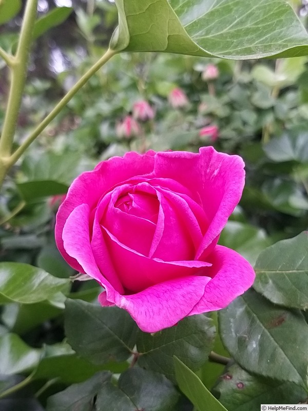 'Parfum Royal Cl.' rose photo