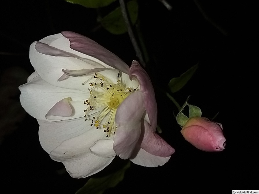 'Sourire d'Orchidée' rose photo