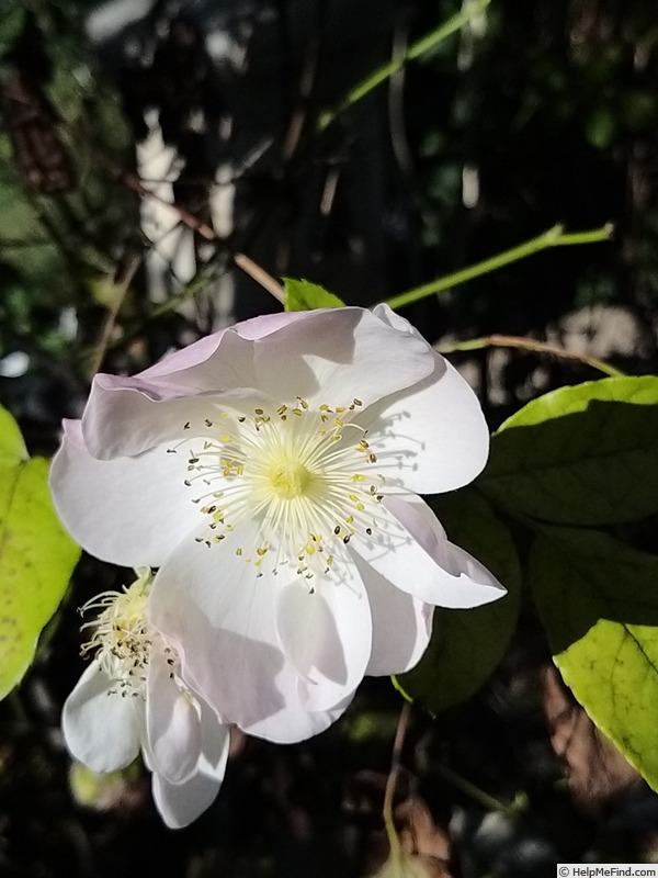 'Sourire d'Orchidée' rose photo