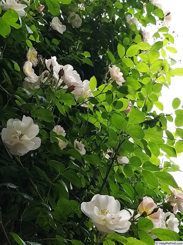 'Sourire d'Orchidée' rose photo
