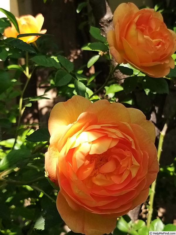 'Lady of Shalott ®' rose photo