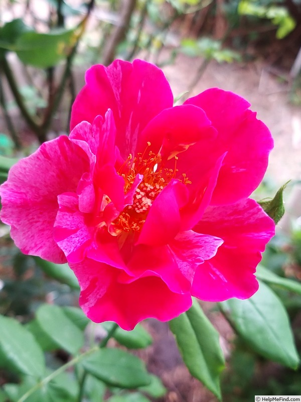 'Guy Savoy' rose photo