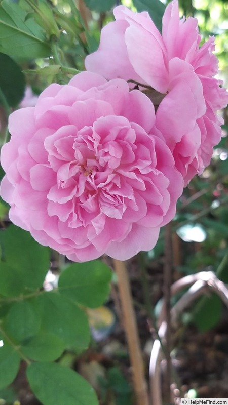 'Harlow Carr ™ (shrub, Austin before 2004)' rose photo