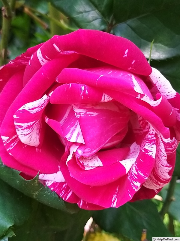 'Henri Matisse ®' rose photo