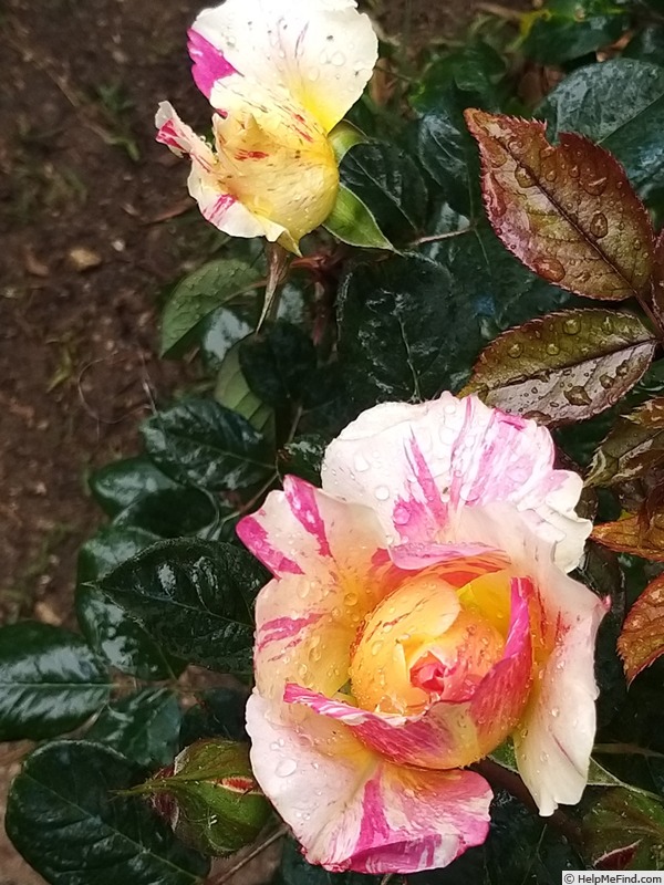 'Maurice Utrillo ™' rose photo