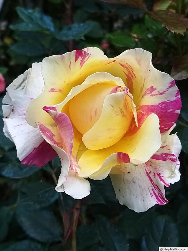 'Maurice Utrillo ™' rose photo