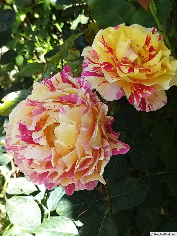 'Maurice Utrillo ™' rose photo