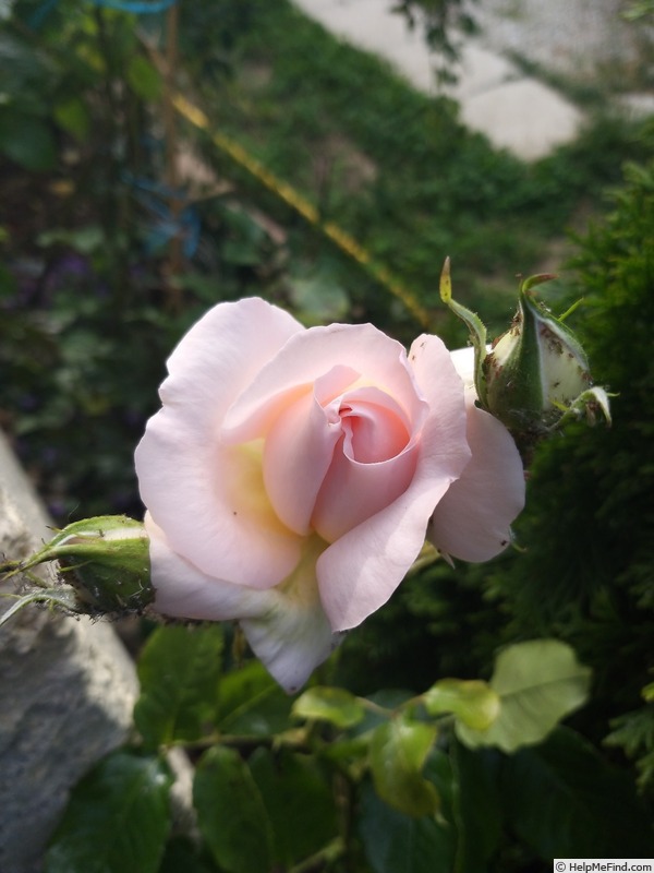 'Sweet Love ® (hybrid tea, 2005, Harkness)' rose photo