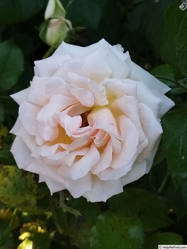 'Sweet Love ® (hybrid tea, 2005, Harkness)' rose photo