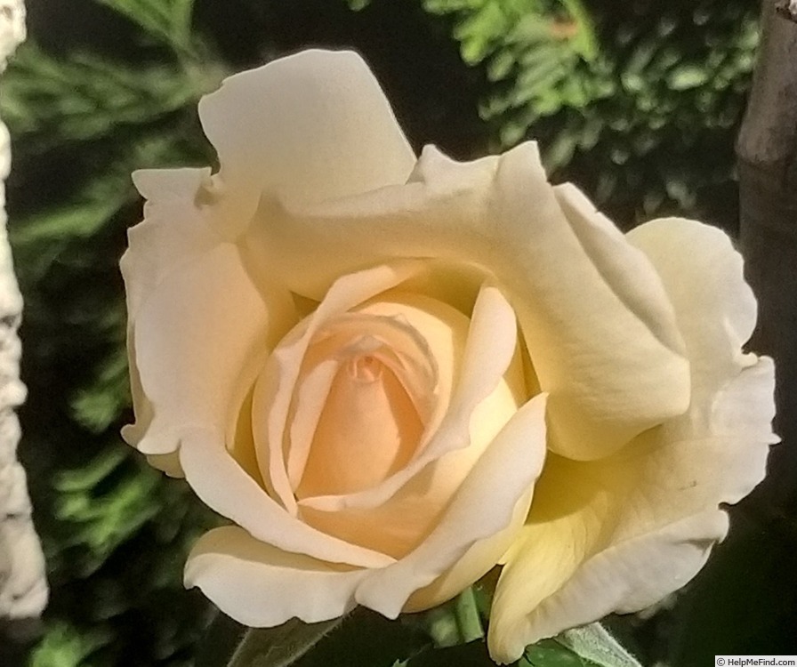 'Sweet Love ® (hybrid tea, 2005, Harkness)' rose photo
