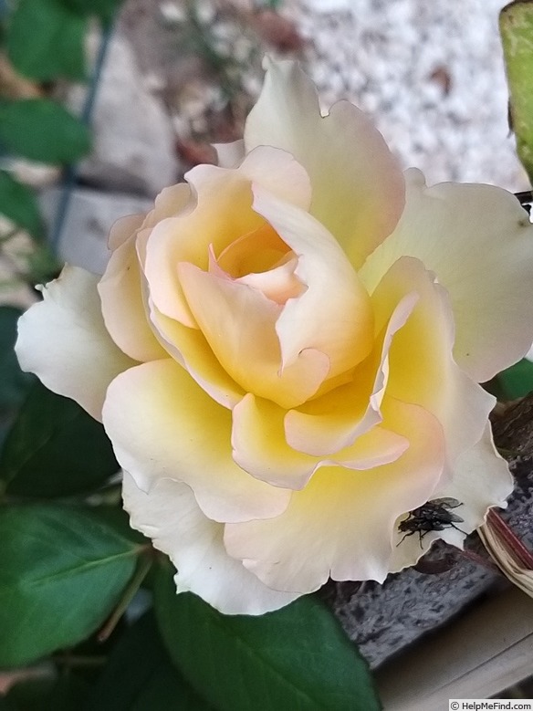 'Jalitah' rose photo