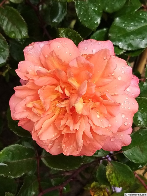 'Jardin d'Entêoulet ®' rose photo
