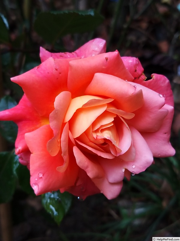 'Jardin d'Entêoulet ®' rose photo