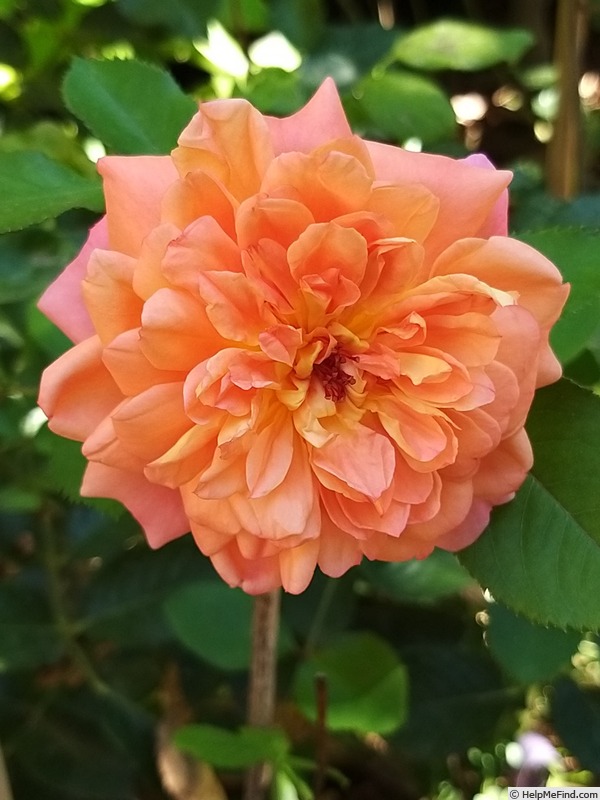 'Jardin d'Entêoulet ®' rose photo