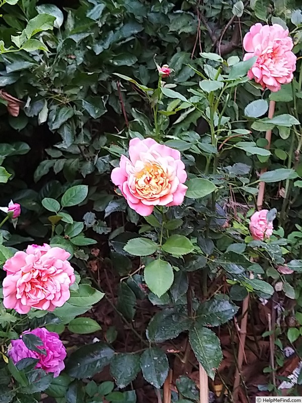 'Jardin d'Entêoulet ®' rose photo