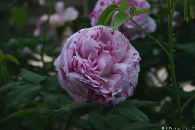 'Variegata di Bologna' rose photo