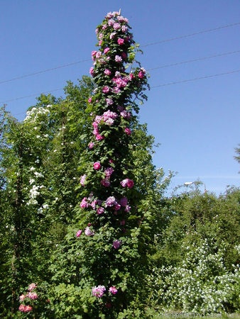 'Griseldis (hybrid canina, Geschwind, 1894)' rose photo