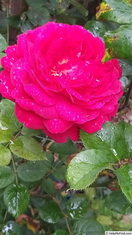 'Joli coeur ®  (hybrid tea, Simon before 2018)' rose photo